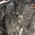Water leak detection Melbourne