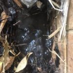 water leaks under house detection Melbourne